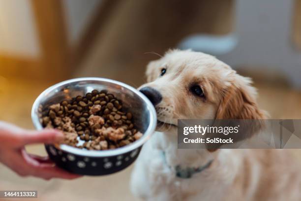 temps d’alimentation chiot - nourrir photos et images de collection