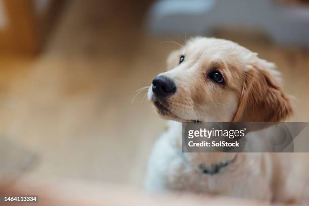 ラブラドール子犬 - 子犬 ストックフォトと画像