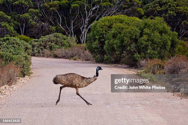Emu In Bush 78 Emu Bush Stock Photos, High-Res Pictures, and Images - Getty Images