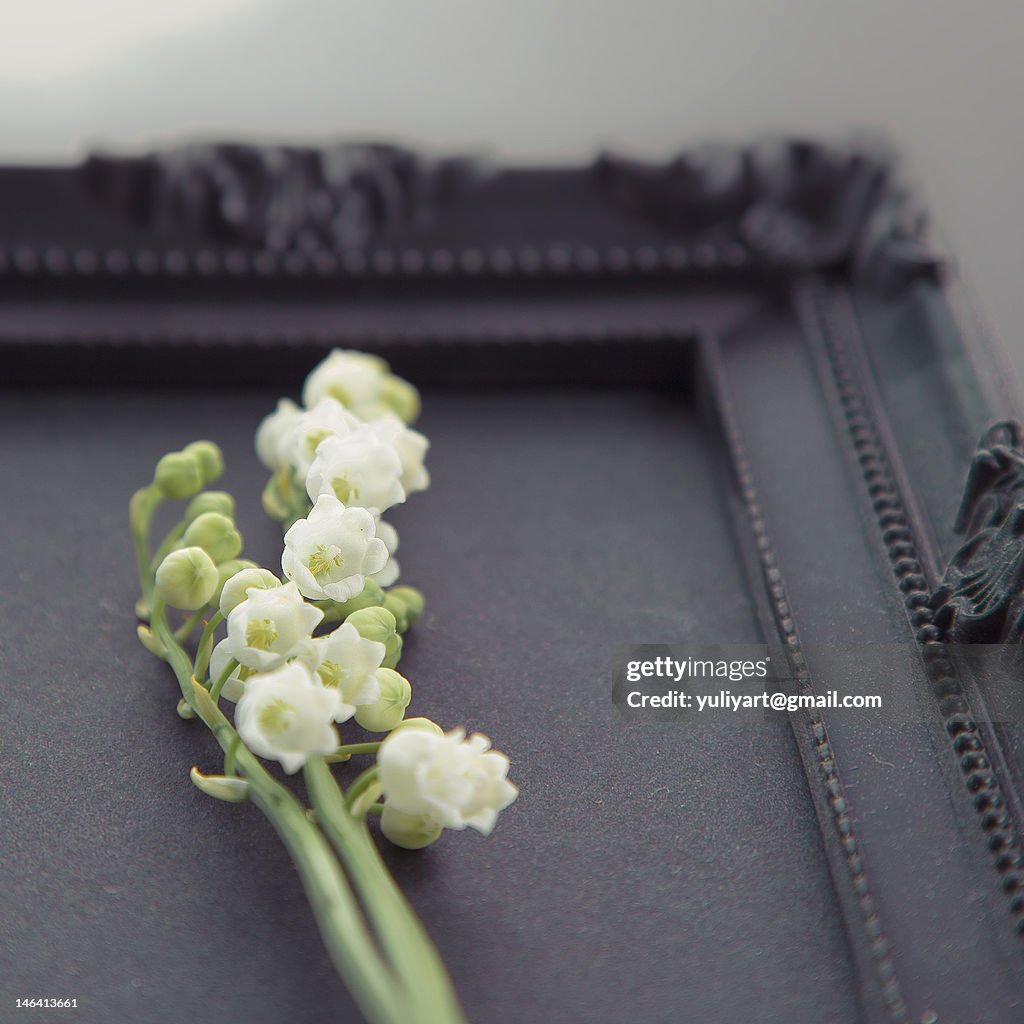 Lily of the valley