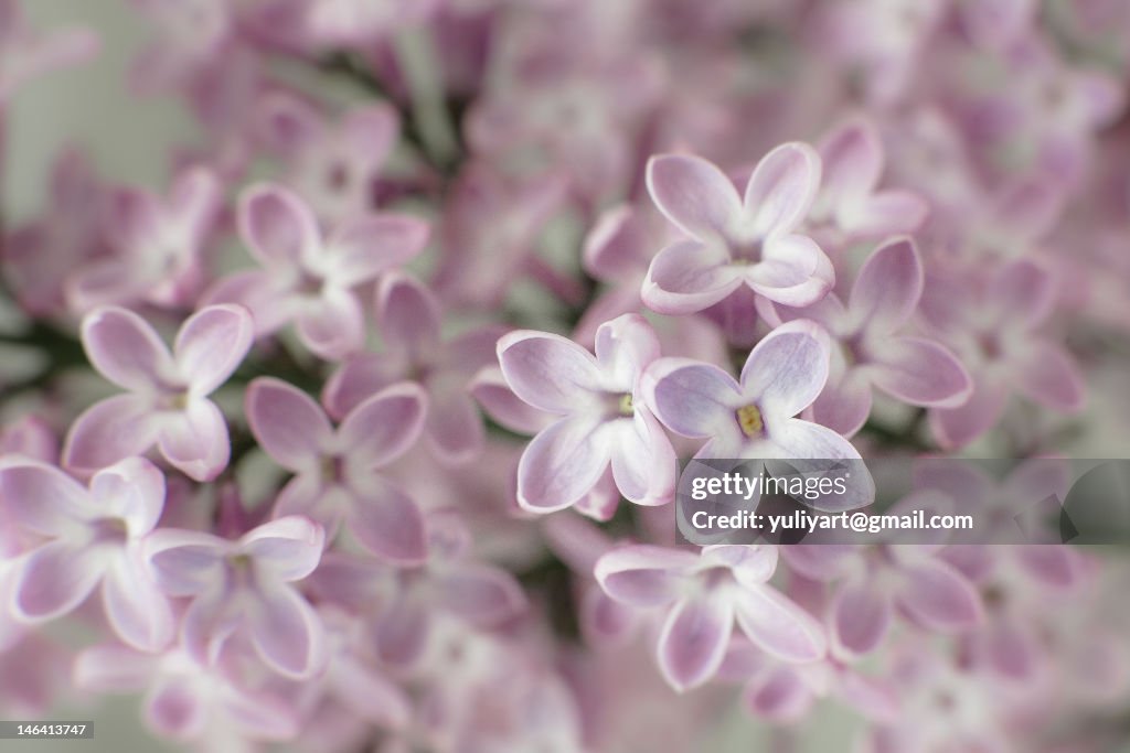 Lilac
