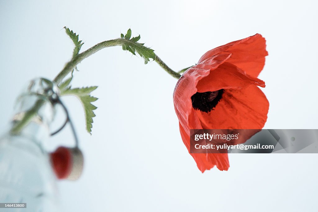Poppy Star