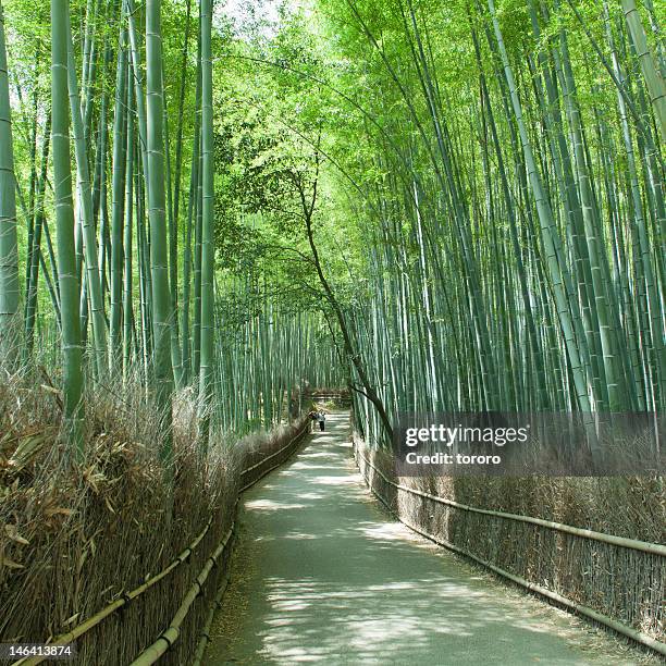 japanese giant bamboo forest path, kyoto - bambusnår bildbanksfoton och bilder