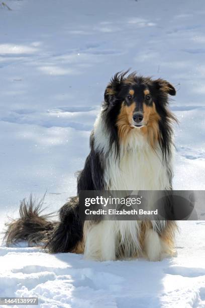 Tri Color Short Haired Rough Collie Collie Smooth Mix Sales