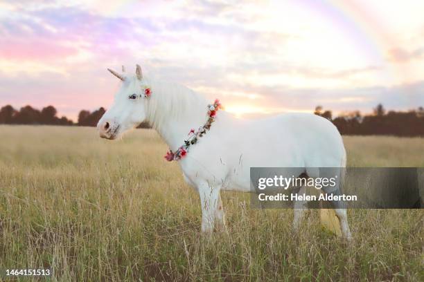 unicorn - unicorns stock-fotos und bilder