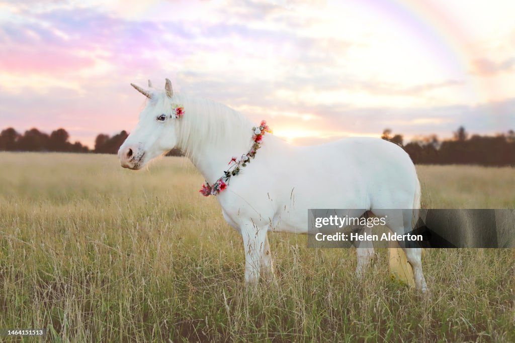 Unicorn
