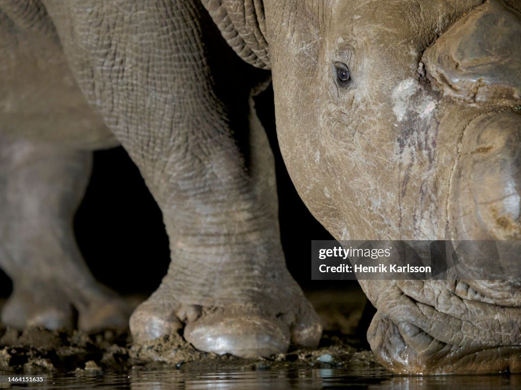 White rhinoceros (Ceratotherium simum) drinking water at the Zimanga waterhole