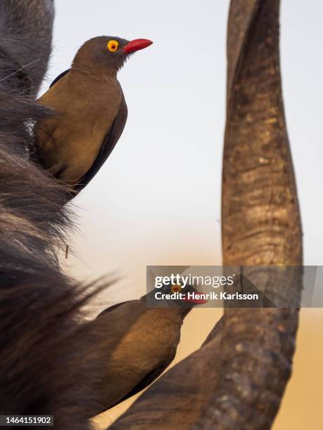 red-billed oxpecker (buphagus erythrorynchus) sitting on a nyala antelope (tragelaphus angasii). - picoteador de pico rojo fotografías e imágenes de stock