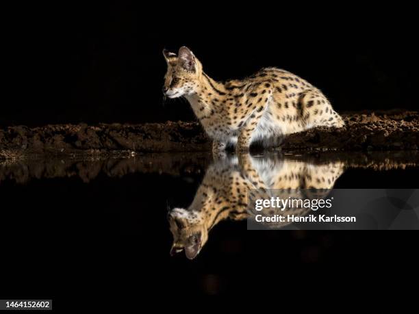 serval (leptailurus serval) at a waterhole at night, zimanga game reserve - serval stockfoto's en -beelden