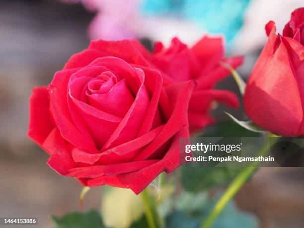 red rose on blurred​ of background​ - enkele roos stockfoto's en -beelden