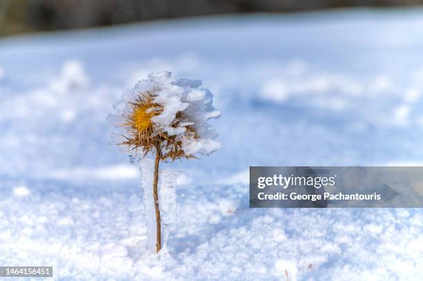 close up photo of a frozen flower in the snow - adaptable fotografías e imágenes de stock