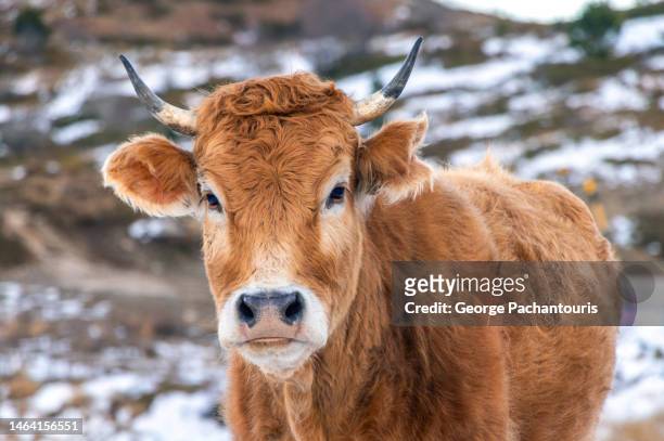 cattle with small horns close-up - cow eye stock pictures, royalty-free photos & images