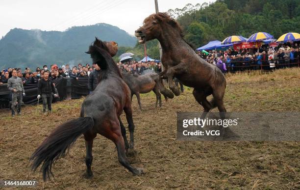 Spectators watch as two horses fight with each other during a contest on February 6, 2023 in Rongshui Miao Autonomous County, Liuzhou City, Guangxi...