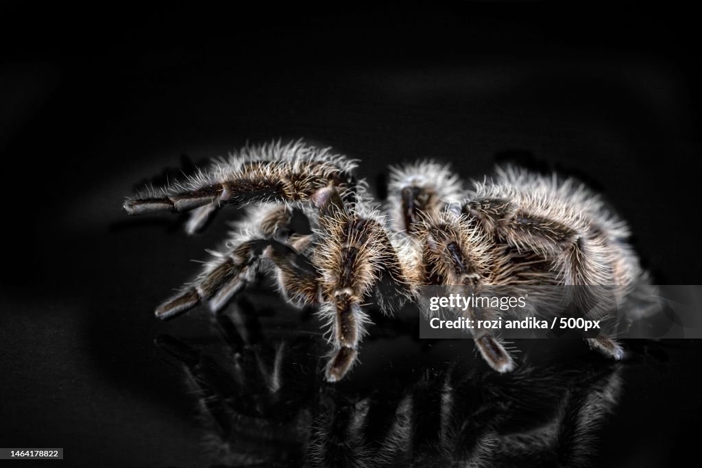 Close-up of spider on black background