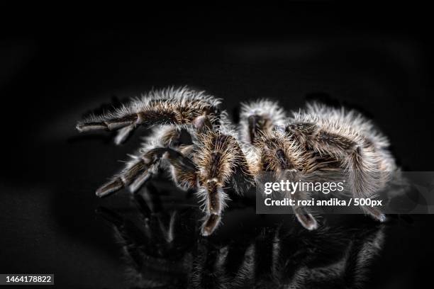 close-up of spider on black background - black hairy spider photos et images de collection
