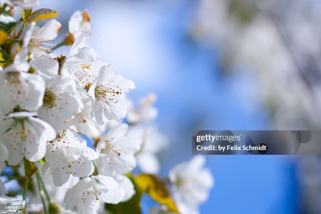 White spring blossom