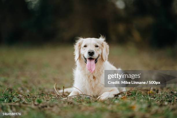 portrait of golden retriever sticking out tongue while sitting on grassy field,harrogate,united kingdom,uk - panting stock pictures, royalty-free photos & images