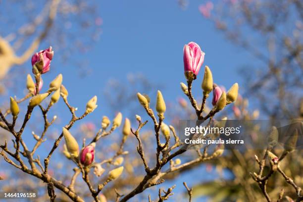 magnolia tree - bouton de fleur photos et images de collection