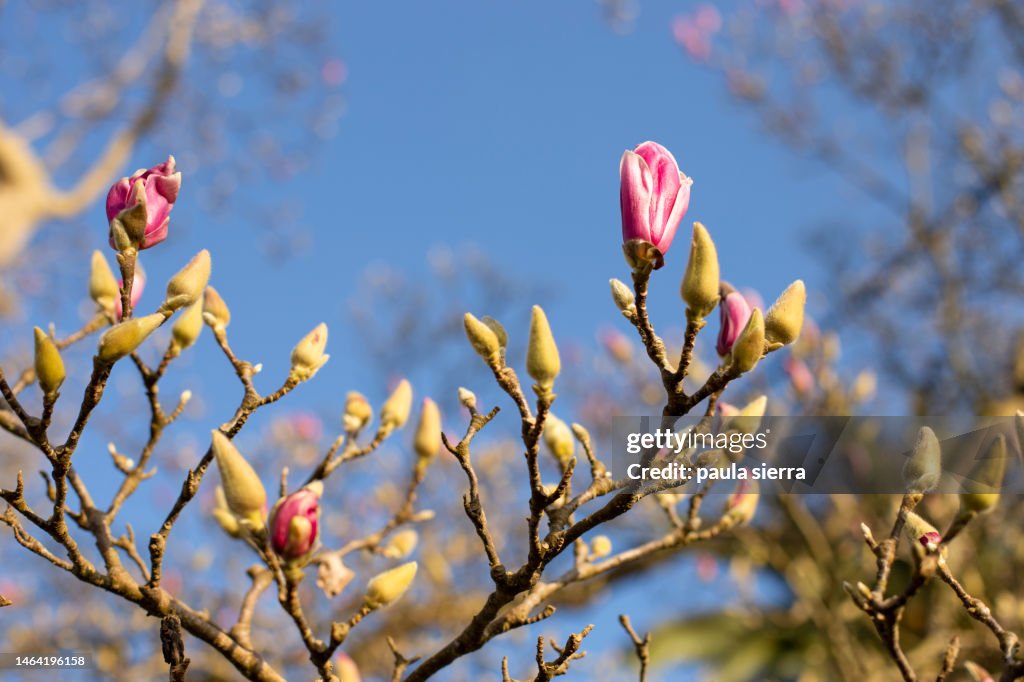 Magnolia tree