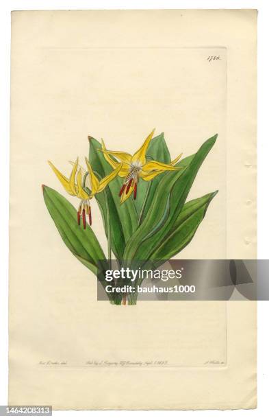 antique engraving, erythronium grandiflorum victorian botanical illustration, american dog’s tooth violet, 1835 - frangipani stock illustrations