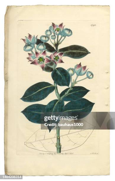 antique engraving, tall calotropis, calotropis procera, apocynaceae, victorian botanical illustration, 1835 - frangipani stock illustrations