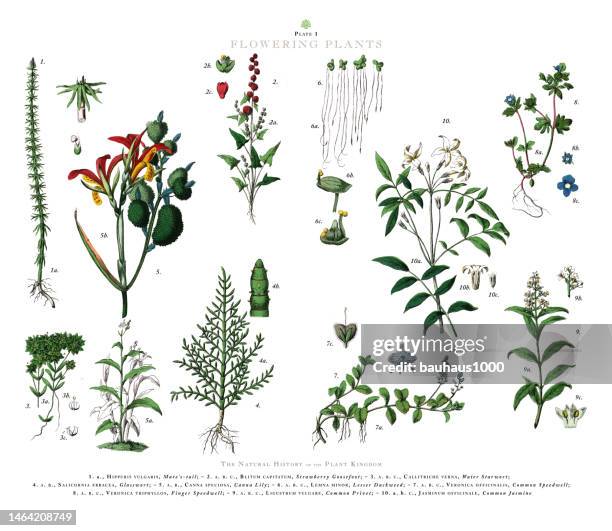 antike gravur, blütenpflanzen, pflanzenreich, viktorianische botanische illustration, um 1853 - canna lily stock-grafiken, -clipart, -cartoons und -symbole