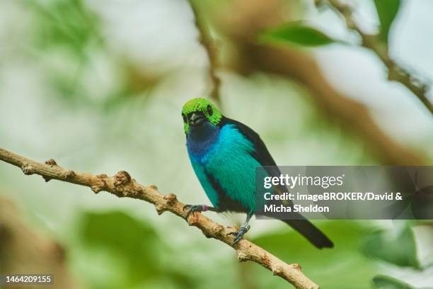 paradise tanager (tangara chilensis) sitting on a branch, bavaria, germany - paradise tanager stock pictures, royalty-free photos & images