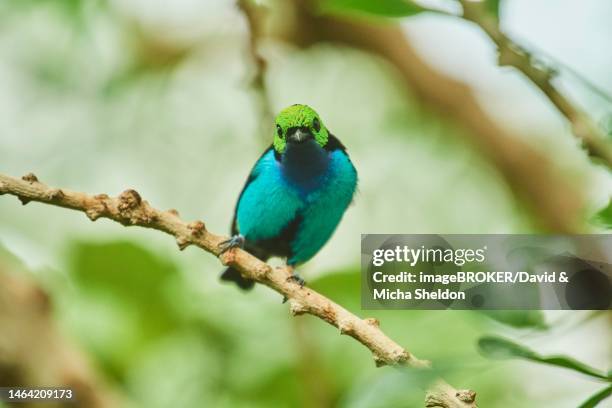 paradise tanager (tangara chilensis) sitting on a branch, bavaria, germany - paradise tanager stock pictures, royalty-free photos & images