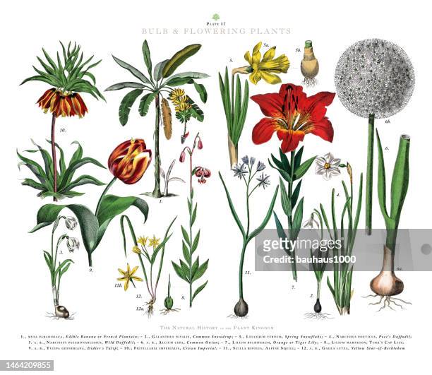 アンティーク彫刻、球根と顕花植物、植物王国、ビクトリア朝の植物のイラスト、1853年頃 - コウスイボク点のイラスト素材／クリップアート素材／マンガ素材／アイコン素材
