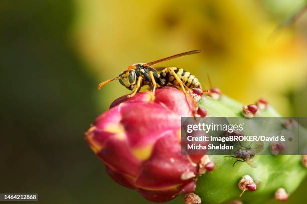 european paper wasp (polistes dominula) on a indian fig opuntia (opuntia ficus-indica) blossom, ebro delta, catalonia, spain - polistes wasps stock pictures, royalty-free photos & images