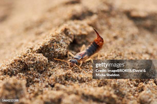 shore earwig (labidura riparia) on the beach --platja del fangar--, coast, nature reserve, ebro delta, catalonia, spain - earwig imagens e fotografias de stock