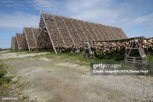 wooden racks with air-dried atlantic cod (gadus morhua) lofoten, northern norway, norway, scandinavia - lofoten stock illustrations