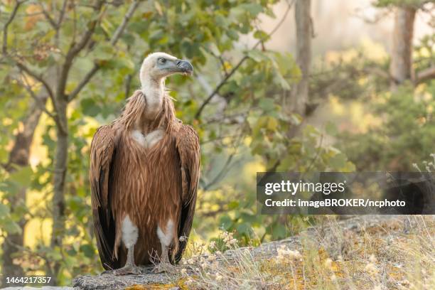 young griffon vulture (gyps fulvus) found on the ground having left its nest the first time. cevennes, france - cevennes stock pictures, royalty-free photos & images