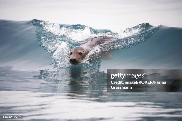 grey (halichoerus grypus) seal, seal swimming on wave, helgoland, schleswig-holstein, germany - helgoland stockfoto's en -beelden