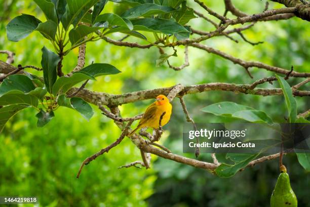 bird in the tree - bird on a tree stock-fotos und bilder