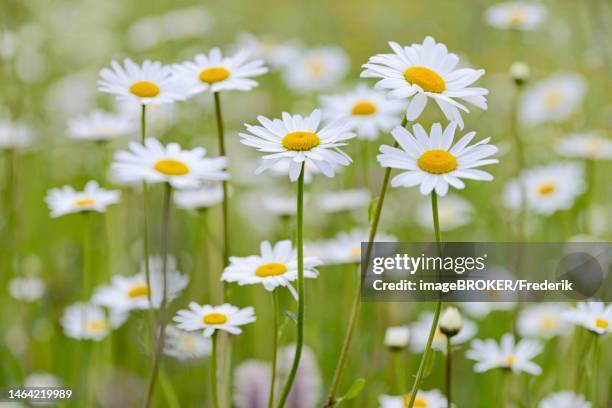 meadow with marguerites (leucanthemum), inflorescences, stillachtal near oberstdorf, allgaeu alps, allgaeu, bavaria, germany - oberstdorf stock illustrations