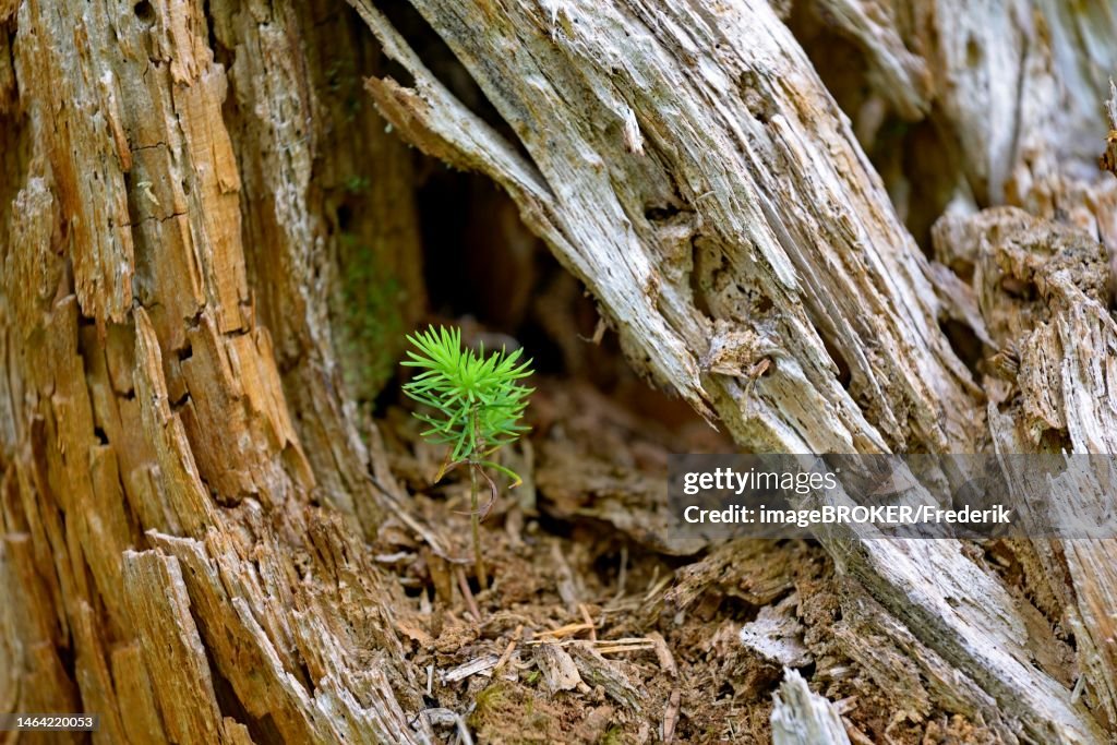 European spruce (Picea abies), seedling growing on deadwood, Stillachtal near Oberstdorf, Allgaeu Alps, Allgaeu, Bavaria, Germany