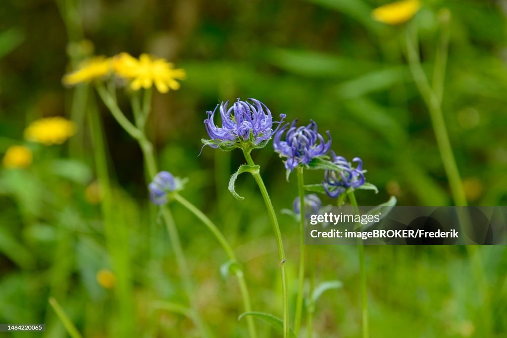 Hemispherical devil's claw (Phyteuma hemisphaericum), inflorescence, Stillachtal near Oberstdorf, Allgaeu Alps, Allgaeu, Bavaria, Germany