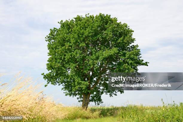 oak tree (quercus), solitary tree between grain fields, north rhine-westphalia, germany - single tree stock illustrations