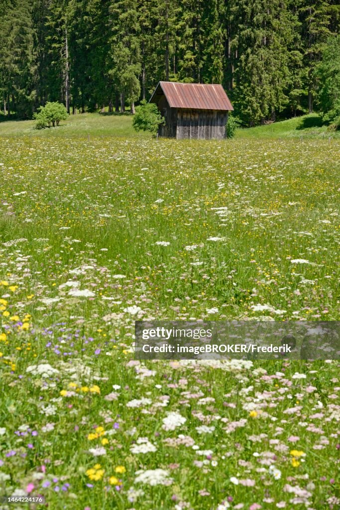 View over a flowering mountain meadow with wooden rick, Stillachtal near Oberstdorf, Allgaeu Alps, Allgaeu, Bavaria, Germany