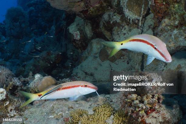 two specimens of red sea goatfish (parupeneus forsskali) and a cleaner fish. dive site house reef, mangrove bay, el quesir, red sea, egypt - parupeneus stock pictures, royalty-free photos & images
