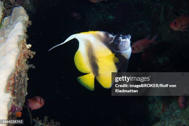 Big Red Fish Photos and Premium High Res Pictures - Getty Images