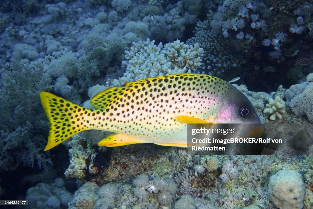 Blackspotted rubberlip (Plectorhinchus gaterinus), Strait of Tiran dive site, Sinai, Egypt, Red Sea