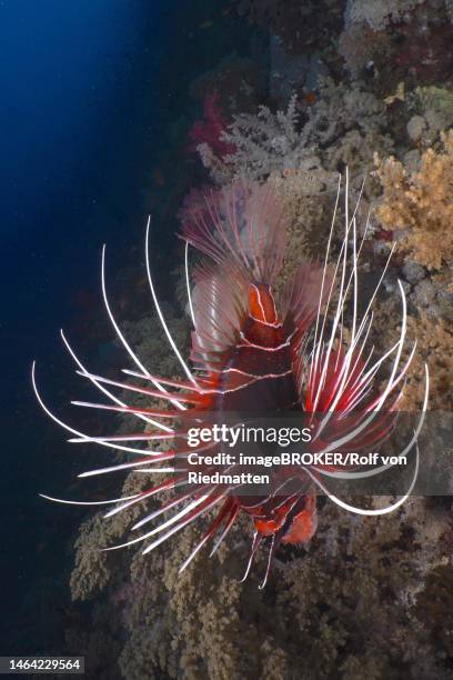 radial firefish (pterois radiata) on steep wall. dive site elphinstone reef, red sea, egypt - pterois radiata stock pictures, royalty-free photos & images