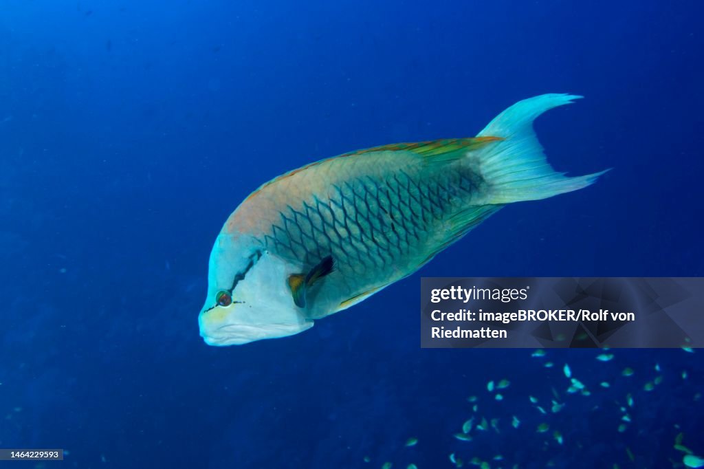 Sling-jaw wrasse (Epibulus insidiator), solid blue background, releasable. Dive site Daedalus Reef, Egypt, Red Sea