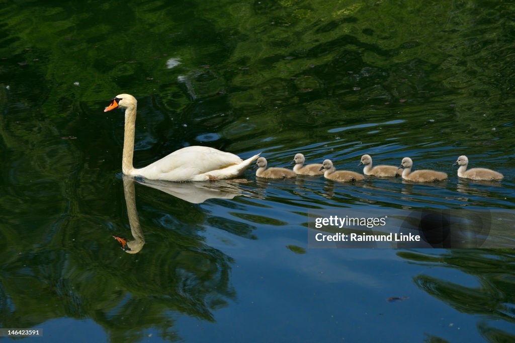 Mute Swan with Cygnets