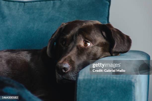 portrait of labrador dog at home - london ontario stockfoto's en -beelden