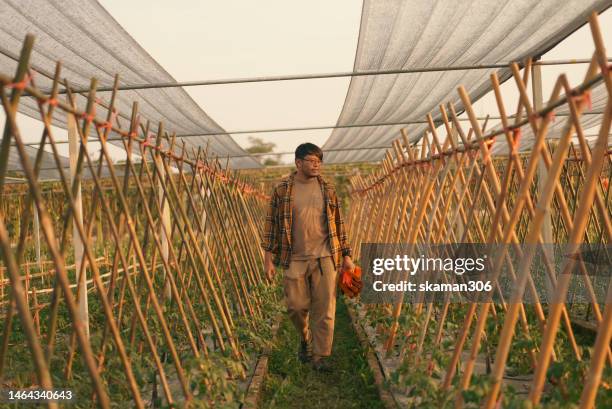 positive emotion asian adult farmers  working on  local plant plantation - agriculteur local photos et images de collection