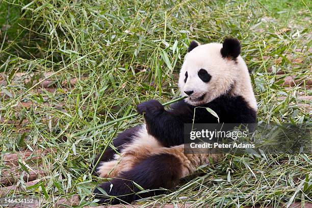 panda reserch centre, chengdu, sichuan, china - pandya stock pictures, royalty-free photos & images