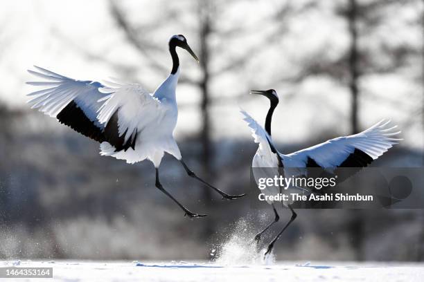 Red-crowned cranes are seen on February 9, 2023 in Tsurui, Hokkaido, Japan.